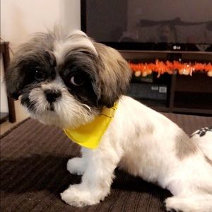 Meet your Posher, Anna